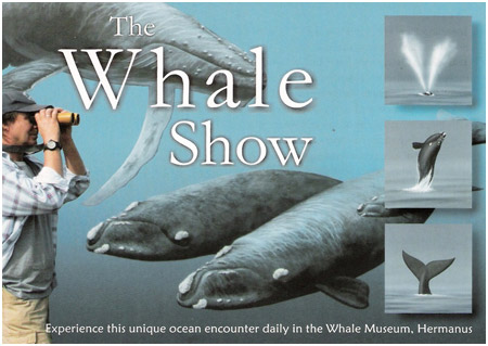 Front of promotional postcard sponsored by International Fund for Animal Welfare