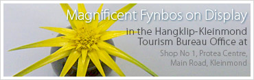 Beautiful Fynbos on display at the Tourism Office - Shop 1, Protea Centre, Main Road in Kleinmond