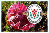 Protea fynbos in South Africa