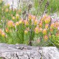 Fynbos_12
