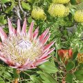 Fynbos_15