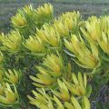 Fynbos_19